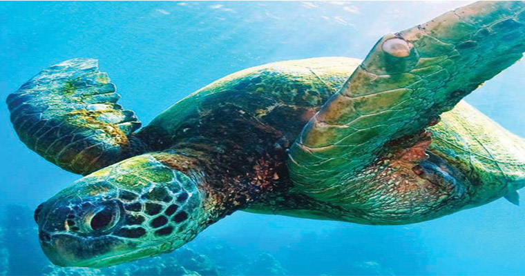 Akumal Snorkel with Sea Turtles 