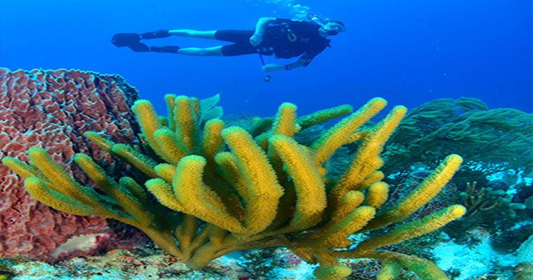 Scuba 2 Tank Cancun 