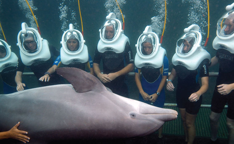 Delphinus Trek - Xel-Ha 