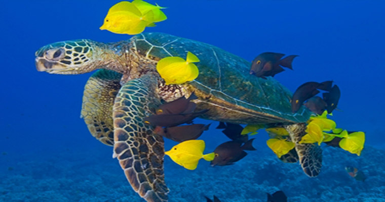 Private Tulum & Akumal Snorkel with Sea Turtles 