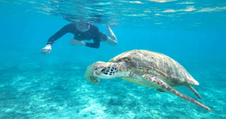 Private Tulum & Akumal Snorkel with Sea Turtles 