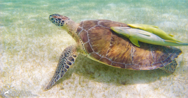 Private Tulum & Akumal Snorkel with Sea Turtles 