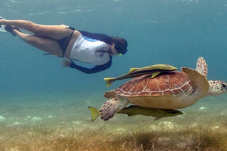 Private Tulum & Akumal Snorkel with Sea Turtles