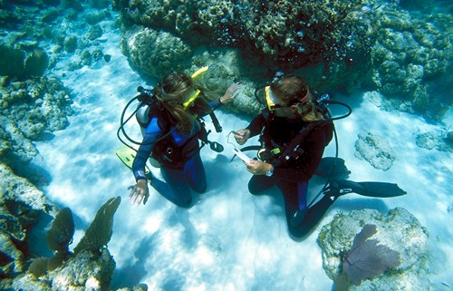 Scuba PADI Open Water Referral